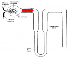 What's the Pathway of Reabsorption in the proximal tubule?