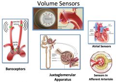 1) Aortic arch baroreceptors.
2) Carotid sinus baroreceptors.
3) Atrial sensors.
4) JGA receptors.
5) Afferent arteriole sensors.