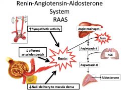 *Sense: Receptors.
*Response: Renin cascade! 
*Renin comes from afferent arteriole cells (JGA)--> converts angiotensinogen to angiotensin I--> II--> aldosterone.