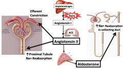 *Angiotensin II: 
1) Vasoconstriction of Efferent Arteriole.
2) Increases proximal tubule Na reabsorption by stimulating Na/H anti-porters.
3) Increases aldosterone levels.

*Aldosterone:
1) Increases Na reabsorption in Collecting Duct by in...