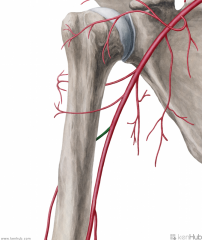 What brach (indicated in green) off the brachial artery is shown here?