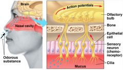mucous membrane lining top of nasal sinuses containing the olfactory receptors