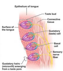 where taste receptor cells are located around the mouth