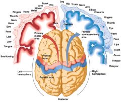 relative sizes of parts related to cortical representation; refers to somatotopic map of the body in the brain