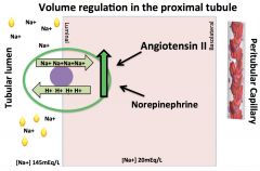 *BOTH Angiotensin II and NE act to increase the actions of the Na/H anti-porter, which raises Na reabsorption.