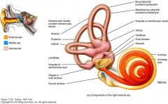 3 organs in inner ear that respond to rotational movements of head; indicate rotational movement in each of the three dimensions