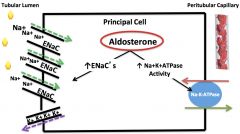 *Occurs in Principal Cells (not Intercalated cells).
1) Aldosterone increases Na/K pump activity, which increases the [gradient] into the cell.
2) Aldosterone also increases the number of ENACs.