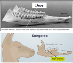 CONVERGENT EVOLUTION: common selection pressure can lead to common appearance (in some or many features). These are often not very dramatic changes.
Example: the grass eating herbivores kangaroo and deer. Since they have the same diet, they have d...