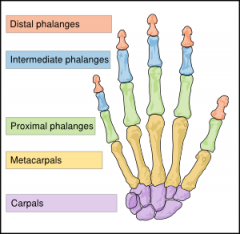 Name all 8 carpal bones (from the radial to ulnar side).