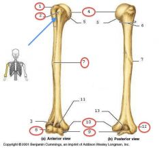Name these 9 structures on the humerus.