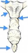 Name these 5 structures of the sternum.