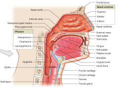 "throat"


chamber shared by the digestive and respiratory systems. 