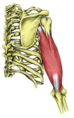 long head: infraglenoid tubercle of scapula


medial: distal two thirds of medial and posterior surface of humerus


lateral: upper half of posterior surface of humerus