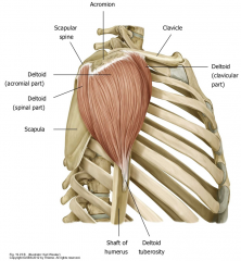 PA: lateral 1/3 of clavicle, acromion, and spine of scapula
DA: Deltoid Tuberosity of Humerus

Action: Flex, medially rotate, abduct, extend, laterally rotate humerus

BS: deltoid branch of thoracoacromial arterial trunk
Innervation: axillar...