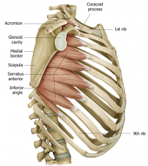 PA: external surfaces of lateral parts of ribs 1-9
DA: anterior surface of medial border of scapula

Action: protracts the scapula and holds it against thoracic wall; rotates scapula

BS: lateral thoracic artery
Innervation: long thoracic ne...