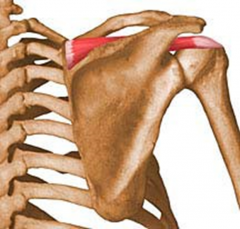 PA: supraspinous fossa of scapula
DA: superior facet of greater tubercle of humerus

Actions: works with deltoid in abduction of humerus, acts with other rotator cuff muscles in stabilizing shoulder joint

BS: Suprascapular Artery
Innervatio...