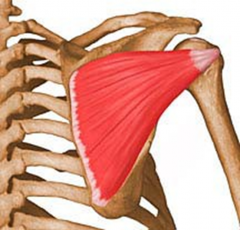 PA: Infraspinous fossa of scapula
DA: middle facet of greater tubercle of humerus

Action: Laterally rotates humerus, helps hold the humeral head in place

BS: Suprascapular Artery
Innervation: Suprascapular Nerve C5 and C6