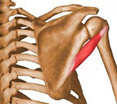 PA: middle part of lateral border of scapula
DA:  inferior facet of greater tubercle of humerus

Action: Laterally rotates humerus and helps hold humeral head in place

BS: circumflex  scapular artery
Innervation: Axillary Nerve C5 and C6