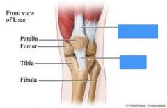 2 tendons that attach to the patella