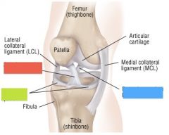 What lies between the femur and tibia (green box)?