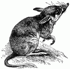 1348, the far east (china) and the cause was rat fleas that were brought by rats on a boat.