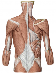 Five Muscles:
Layer 1 : trapezius and latissimus dorsi
Layer 2 : levator scapulae, rhomboid minor, rhomboid major
ALL INNERVATED BY BP EXCEPT TRAPEZIUS (innervated by accessory nerve CNXI)