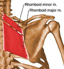 Sits on the most inferior portion of scapula under minor and levator

PA:Spinous Process of T2-T5
DA: Medial Border of scapula from Spine to Inferior Angle

Action: Retract, elevate, rotate scapula downward and fix scapula to the thoracic wal...