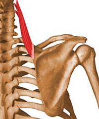 Superior to the Rhomboid Muscles
PA: posterior tubercles of transverse processes of C1-C4
DA: Medial border of scapula at the superior portion of the scapular spine 

Action: elevates scapula, tilts glenoid cavity inferiorly

BS: Dorsal Scap...
