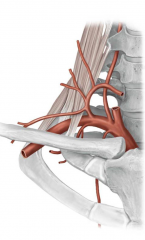 There are two major arteries that accomplish this: 
Subclavian Artery and Axillary Artery