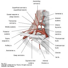 Splits into: 
transverse cervical artery
suprascapular artery