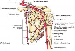 Blood flow still remains because the circumflex scapular branch of subscapular artery becomes reversed to allow blood to flow to the distal portion of the axillary artery and also via deep brachial artery