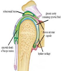 Glenoid Cavity, Hyaline Cartilage, Fibrous Articular capsule, subacromial bursa,