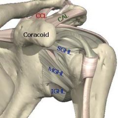 Coracoclavicular (CCL, 2) - trapezoid and conoid
Coracoacromial (CAL)
Superior Glenohumeral (SGHL)
Middle Glenohumeral (MGHL)
Inferior Glenohumeral (IGHL)