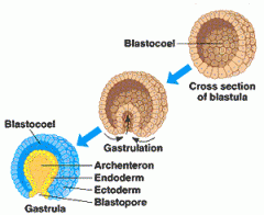 Bei der Gastrulation aus der Blastula entstehen 3 Keimblätter EKTODERM MESODERM ENTODERM