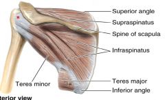 Subscapularis
Supraspinatus
Infraspinatus
Teres Minor
All innervated by brachial plexus