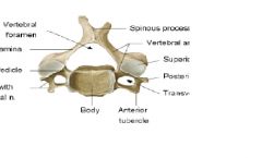 C3-C7
Body: small wider side to side
Vertebral Foramen: triangular shaped
Transverse Foramen: have foramina
Movements: flexion, extension, lateral flexion, and rotation (greatest ROM for vertebral column)