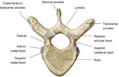 Body: Larger, heart shaped, costal facets
Spinous Process: long and sharp, projecting inferiorly
Vertebral foramen- circular in shape
Transverse process - facets for the ribs except T1 and T12
Articular Processes : superior facets directed pos...