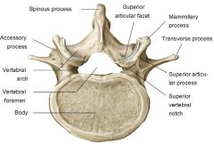 Body: Massive kidney shaped
Spinous Process: short and blunt, rectangular shape, projects posteriorly 
Vertebral Foramen: thin and tapered
Articular Facets: superior directed posteromedially and inferior directed anterolaterally
Movements: fle...