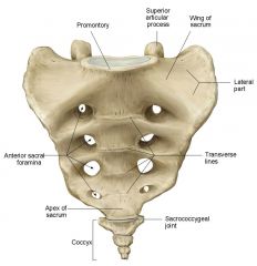 Five fused vertebra, used to provide strength and stability to pelvis.  Houses and anchors inferior part of spinal cord.

Has the coccyx(made of 3-4 small fused bones) attached to the inferior portion of it.