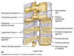 Connects the lamina of adjacent vertebrae. Each vertebra has them and there is also one going to the first segment of the sacrum