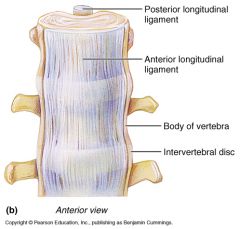 The ligament that spans longitudinally on the anterior aspect of the vertebral column. Spans across the entire column covering the fronts of the vertebra and helps reinforce vertebral discs

Prevents hyperextension
