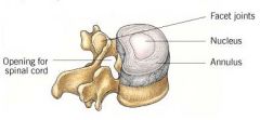 The outer layer of the intervertebral disc.  Part of it supports the joints in between the vertebral bodies.
 
encloses the nucleus pulposus
