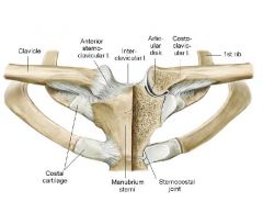 Uses the costoclavicular ligament deep to the anteriorsternoclavicular ligament in order to connect some of the clavicle to the cartilaginous areas of the manubrium
