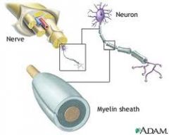 what is myelin?