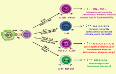- TGF-β
- IL-6
- STAT-3
- RORγt

- Release IL-17A, IL-17F, IL-22
- Cell-mediated inflammation, autoimmune diseases, extracellular phogens, fungi