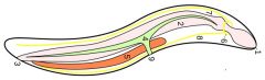 1 Mundöffnung
2 Darm
3 Kloake
4 Exkretionsorgan
5 Hoden
6 circumpharyngealer Ring des Nervensystems
7 dorsaler Hauptnervenstrang
8 ventraler Hauptnervenstrang
9 Exkretionspore.
