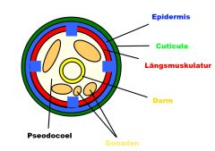 1 CUTICULA -
Von Epidermis abgeschieden Wiederstandsfähig,wennig dehnbar was zur Häutung führt.

2 EPIDERMIS-
1 Schichtig, Zellgrenzen sind aufgelöst (Syncytium)

3 LÄNGSMUSKULATUR ,Mesodermal,Hautmuskelschlauch (Epidermis+Cuticula)

...