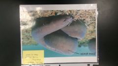 Hagfish
 - slime glands
 - head w/o jaws