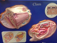 Clam shells 
 - bivalves
 - adductor muscles: closes shells (5,6)
 - foot (9)
 - gills: in mantle cavity (21)
 - mantle: lines shell (8)