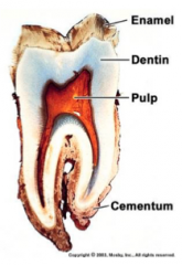 Ameloblasts


Dentin
